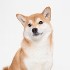 柴犬