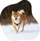 柴犬