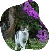 小さめの猫