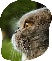 大きめの猫